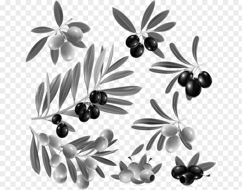 Blueberry Vector Material Olive Leaf Fruit Clip Art PNG