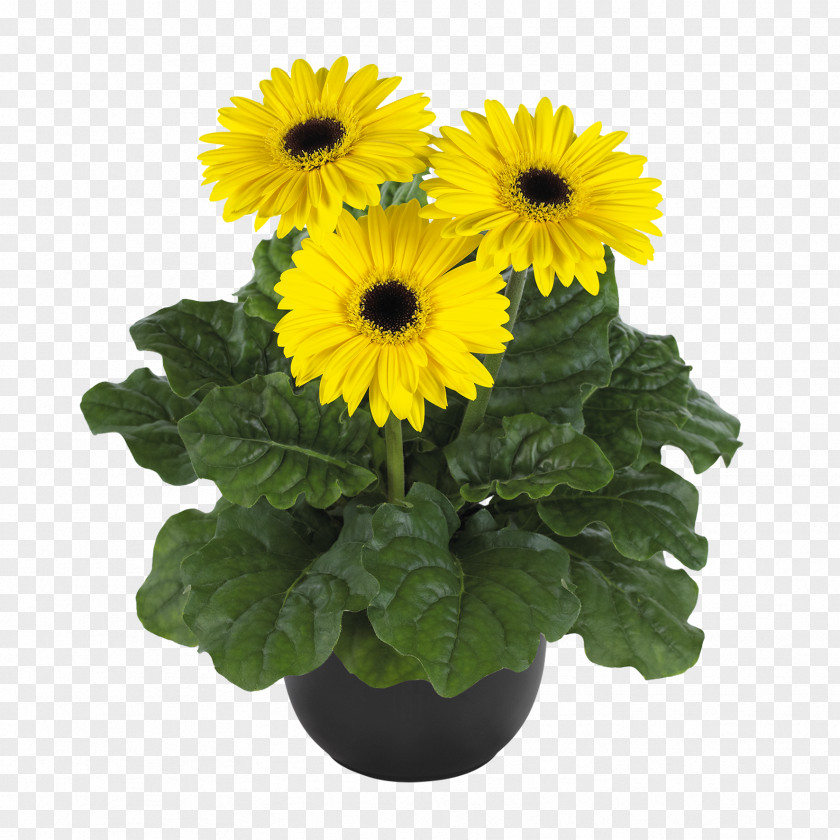 Flower Transvaal Daisy Cut Flowers Plants Chrysanthemum PNG