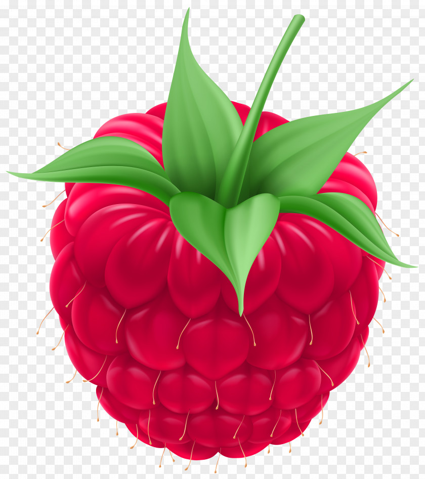 Raspberry Clip Art Image Royalty-free PNG