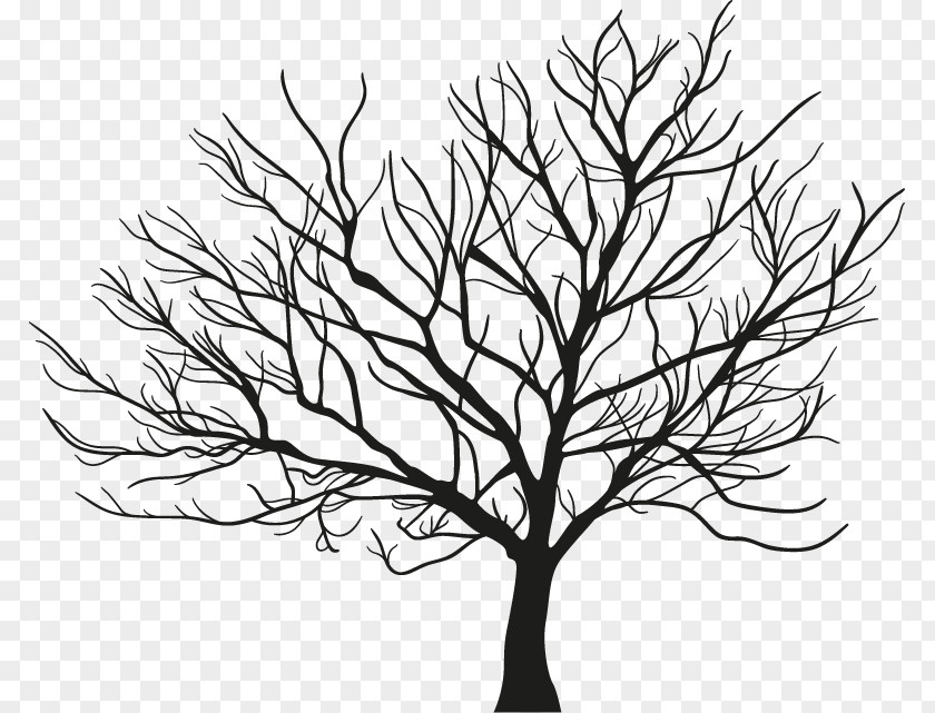 Tree Branch Winter PNG