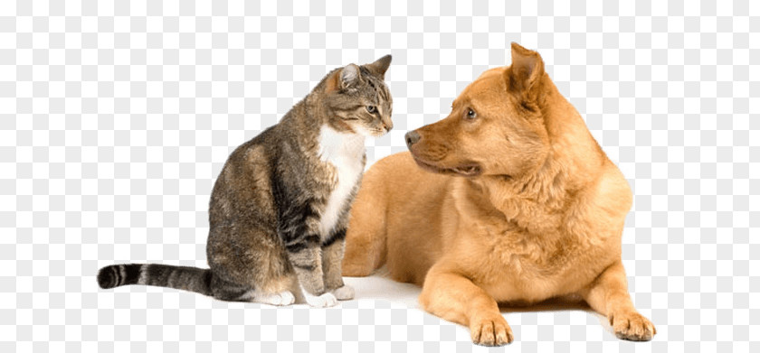 Happy Dog Dog–cat Relationship Kitten Puppy Veterinarian PNG