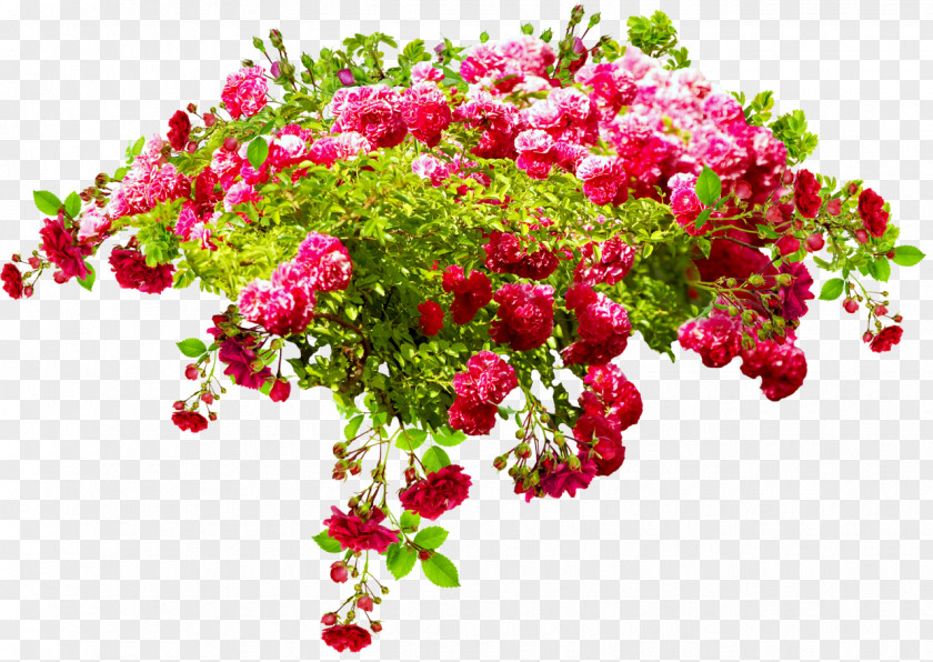 Roses Garden Birthday Flower Bouquet Daytime International Day For Older Persons Holiday PNG