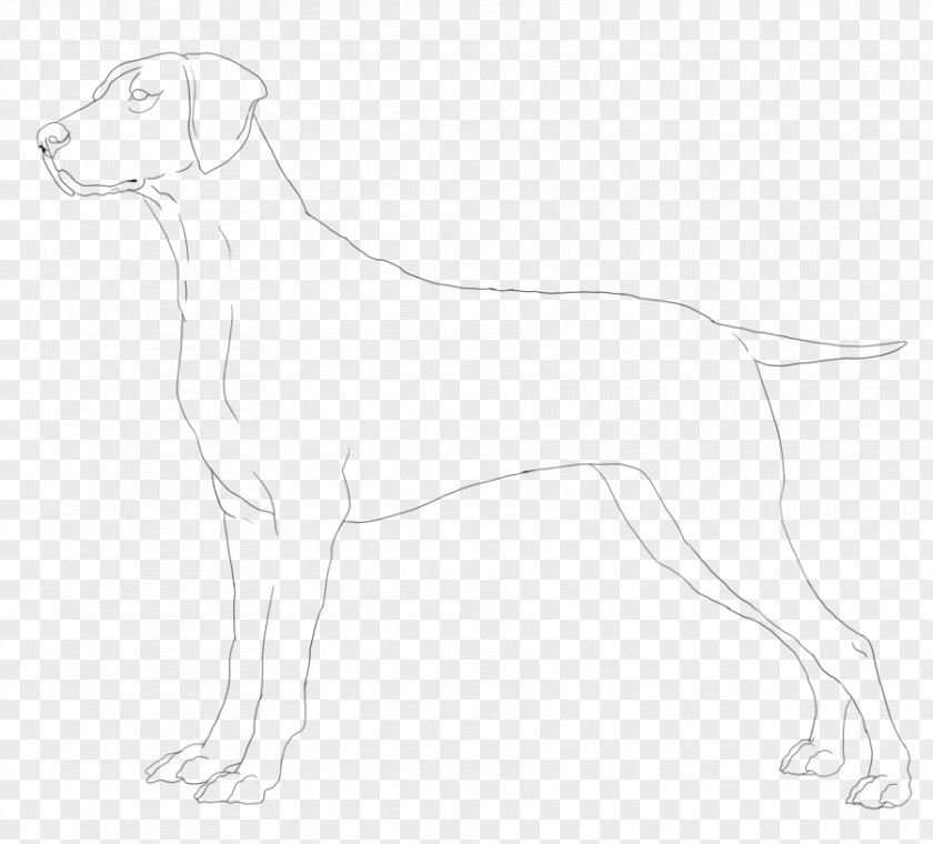 Weimaraner Whippet Italian Greyhound Dog Breed Companion PNG