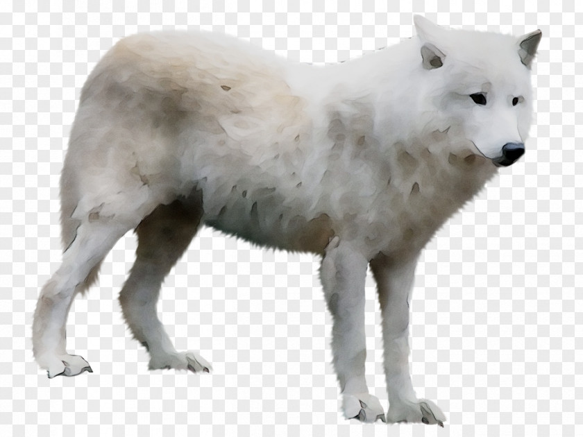 Alaskan Tundra Wolf Greenland Dog Sadness Emotion Happiness PNG