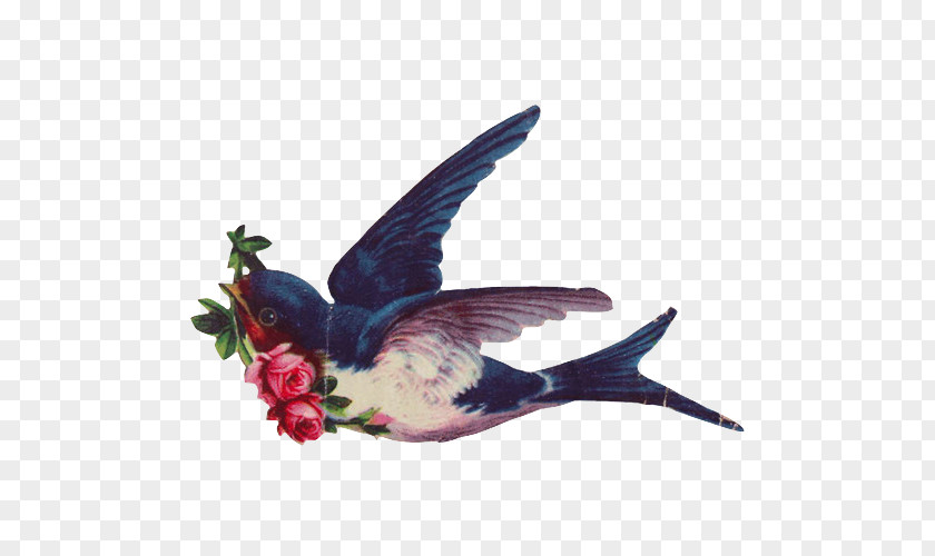 Bird Swallow Tattoo Abziehtattoo PNG