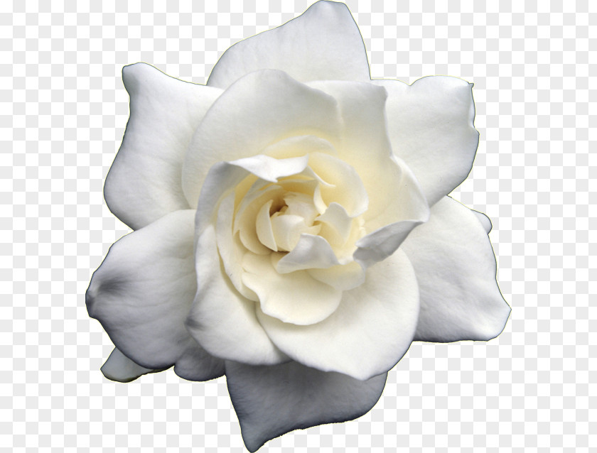 Blossom Flower Cape Jasmine Enfleurage Gardenia Taitensis Desktop Wallpaper PNG