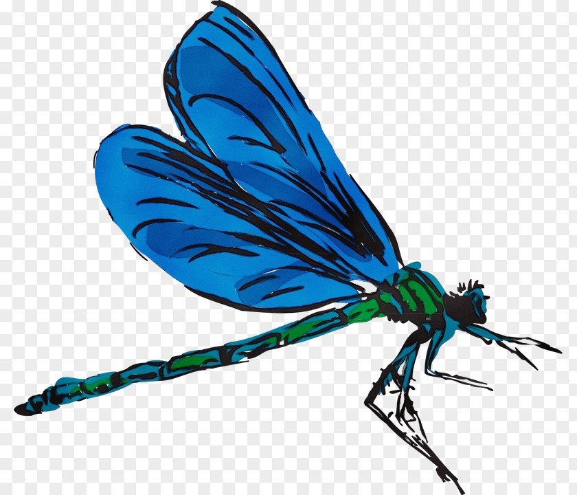 Fly Pest Insect Dragonflies And Damseflies Damselfly Turquoise Wing PNG