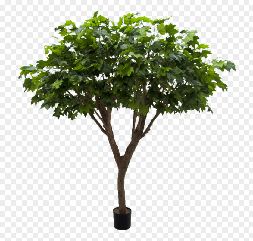 Green Leaves Potted Buckle Schefflera Arboricola Plane Trees Branch Maple PNG