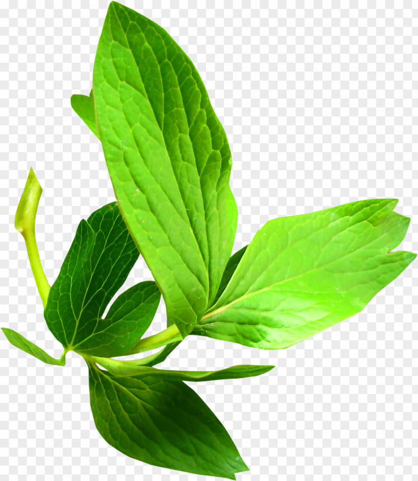 Leaf Branch Plant Stem Clip Art PNG