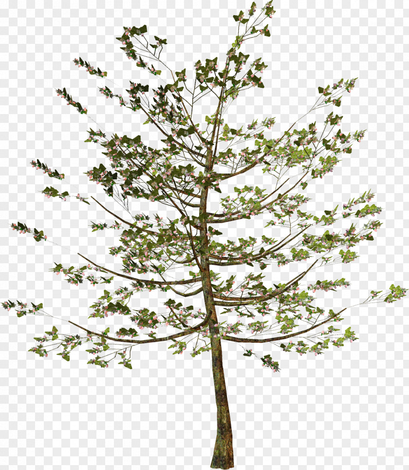 Leaf Larch Twig Plant Stem Pine PNG