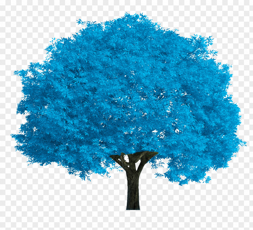 Blue Tree Salix Fragilis Alba Stock Photography Oak PNG