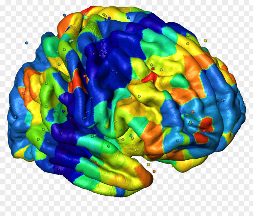 Brain Human Neuroimaging Cerebral Cortex Nervous System PNG