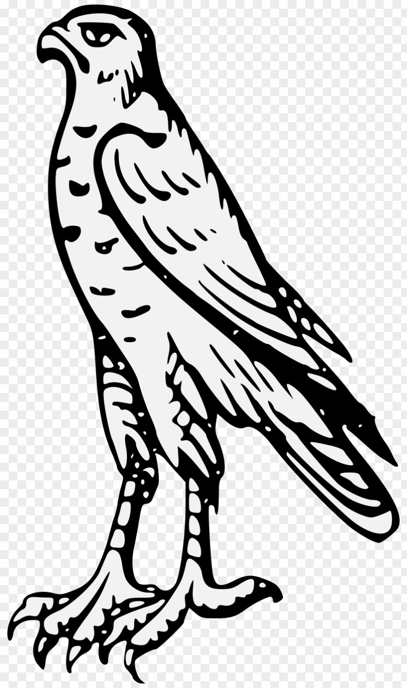 Cartoon Baby Hawk Clip Art Image Drawing Illustration PNG