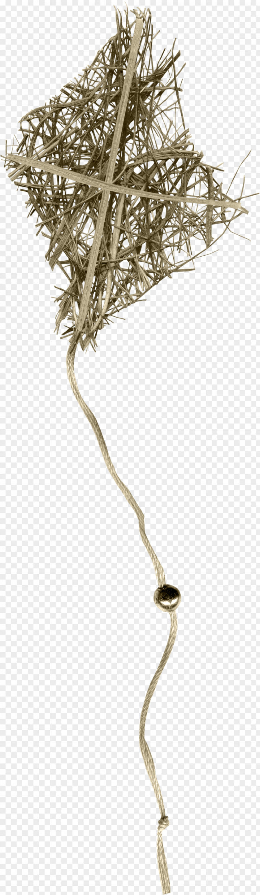 Foliage Tree Twig Plant Stem Branching PNG