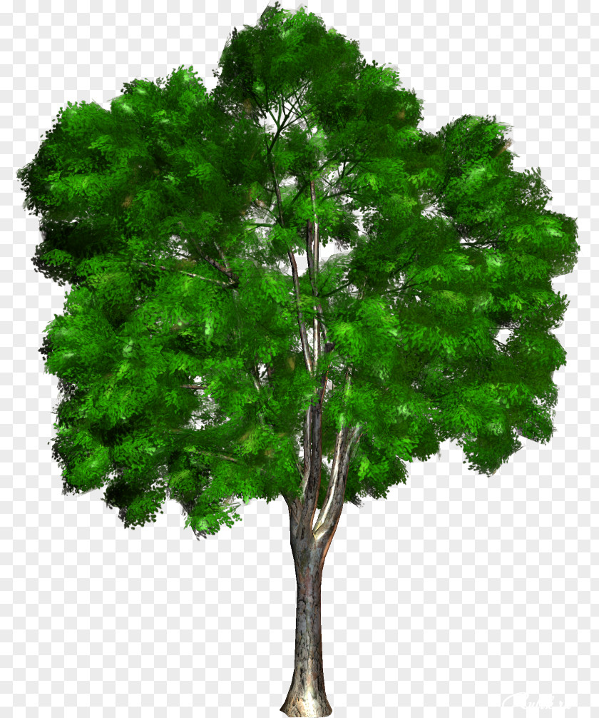 Green Tree Woody Plant Ornamental Clip Art PNG