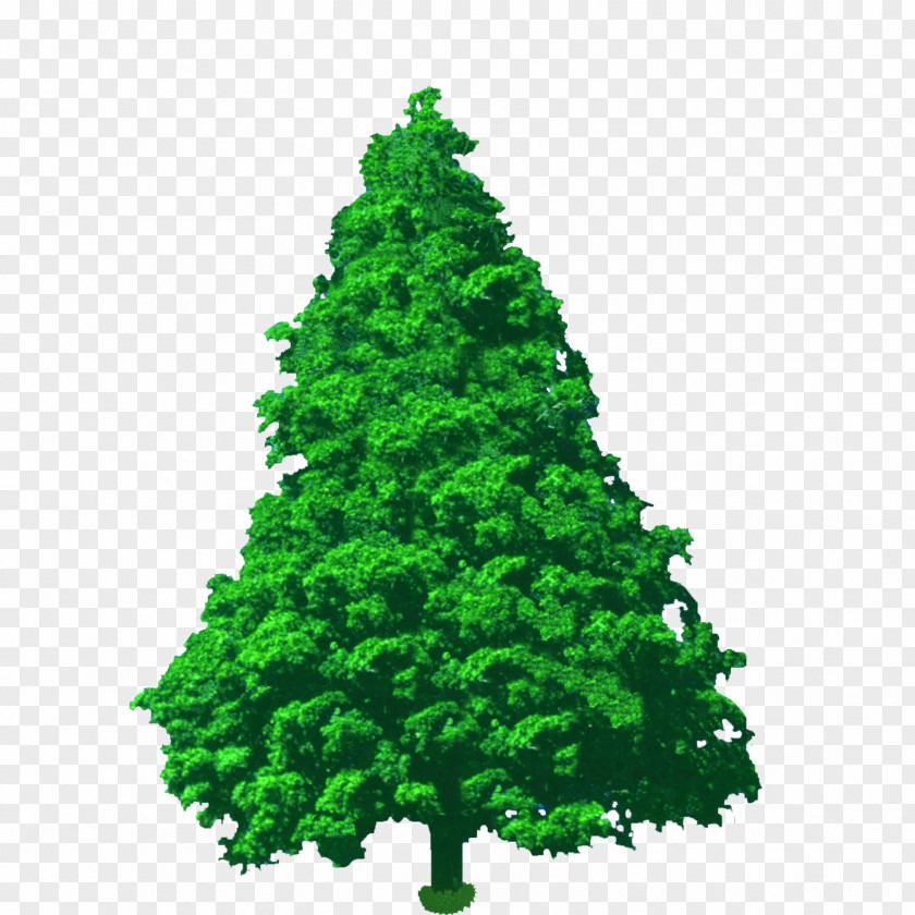 Landscape Tree Art Spruce Pine Fir Conifers Cypress PNG