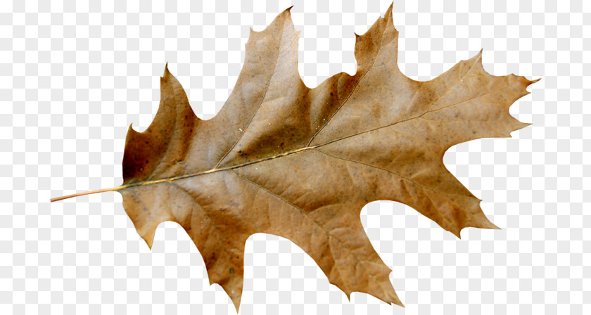 Leaf Autumn Color Clip Art Vector Graphics PNG