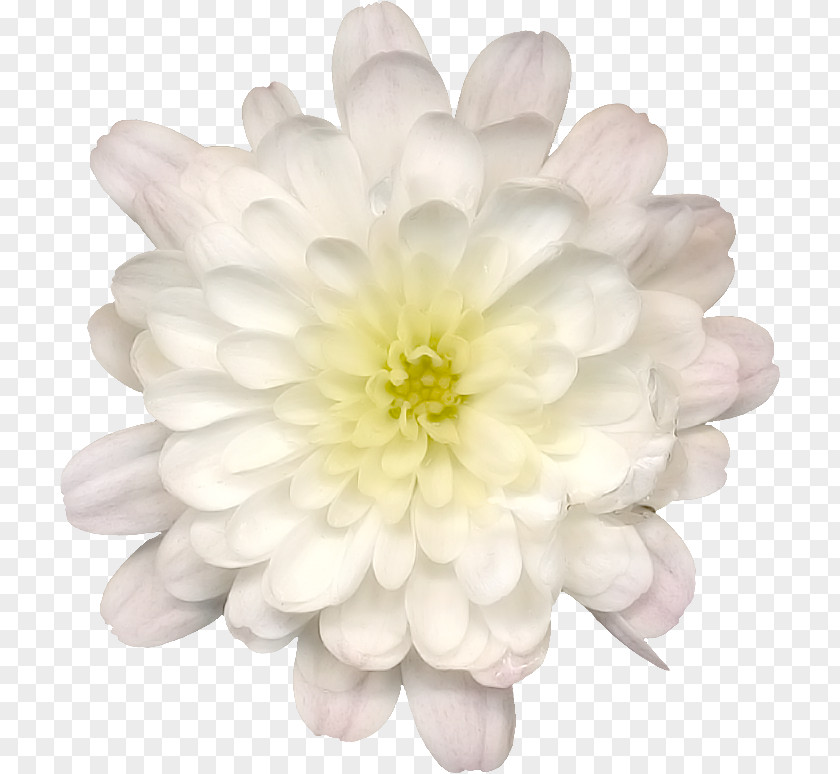Navy Flowers Image Clip Art Dahlia Drawing PNG