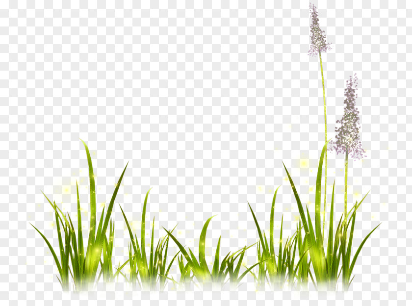 Summer Grass Transparent Background Image Clip Art Lavender Painting PNG