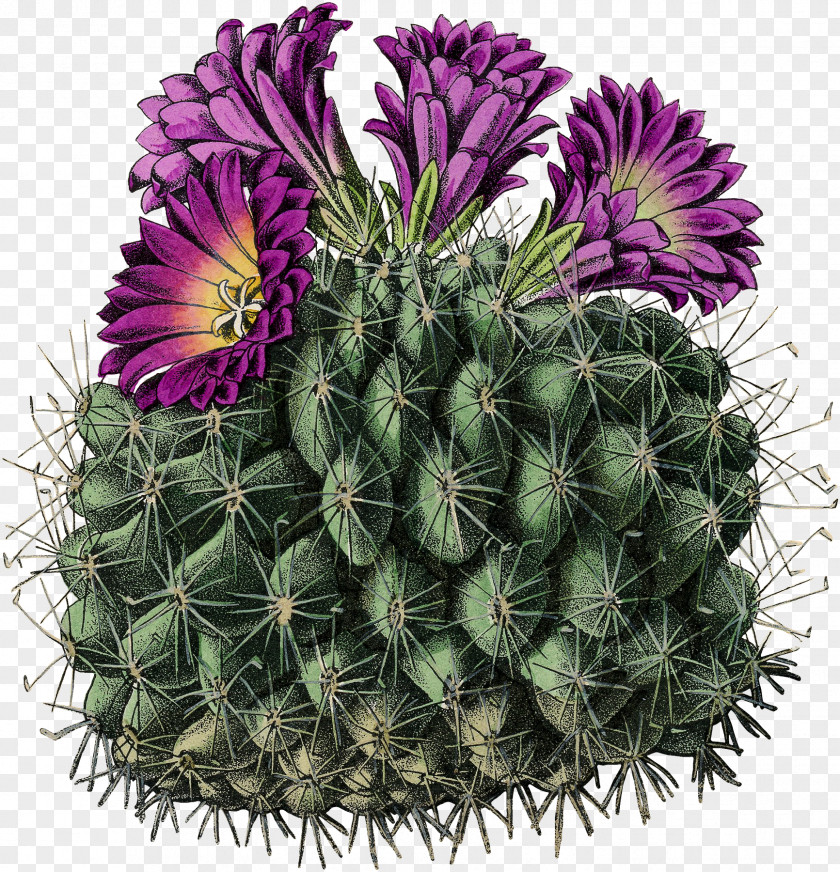 Cactus Watercolor Tutorial Turbinicarpus Horripilus Stock Photography Image PNG