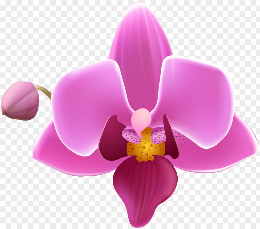 Orchide Moth Orchids Clip Art PNG