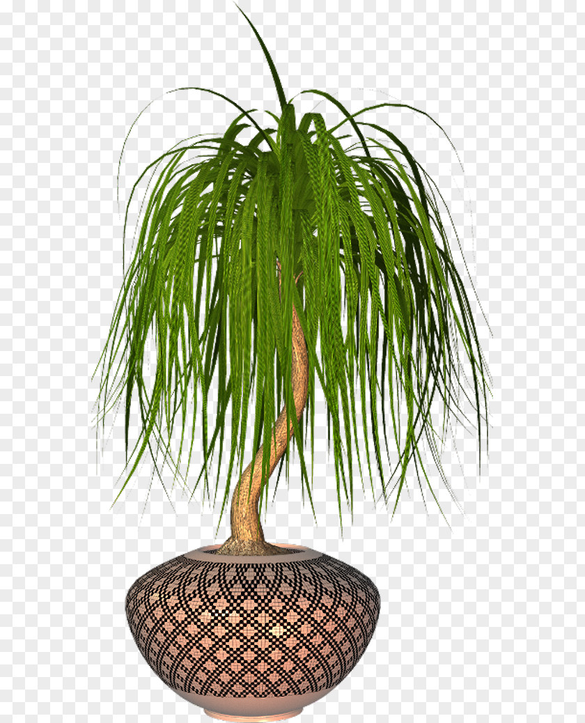 Plant Arecaceae Flowerpot PNG