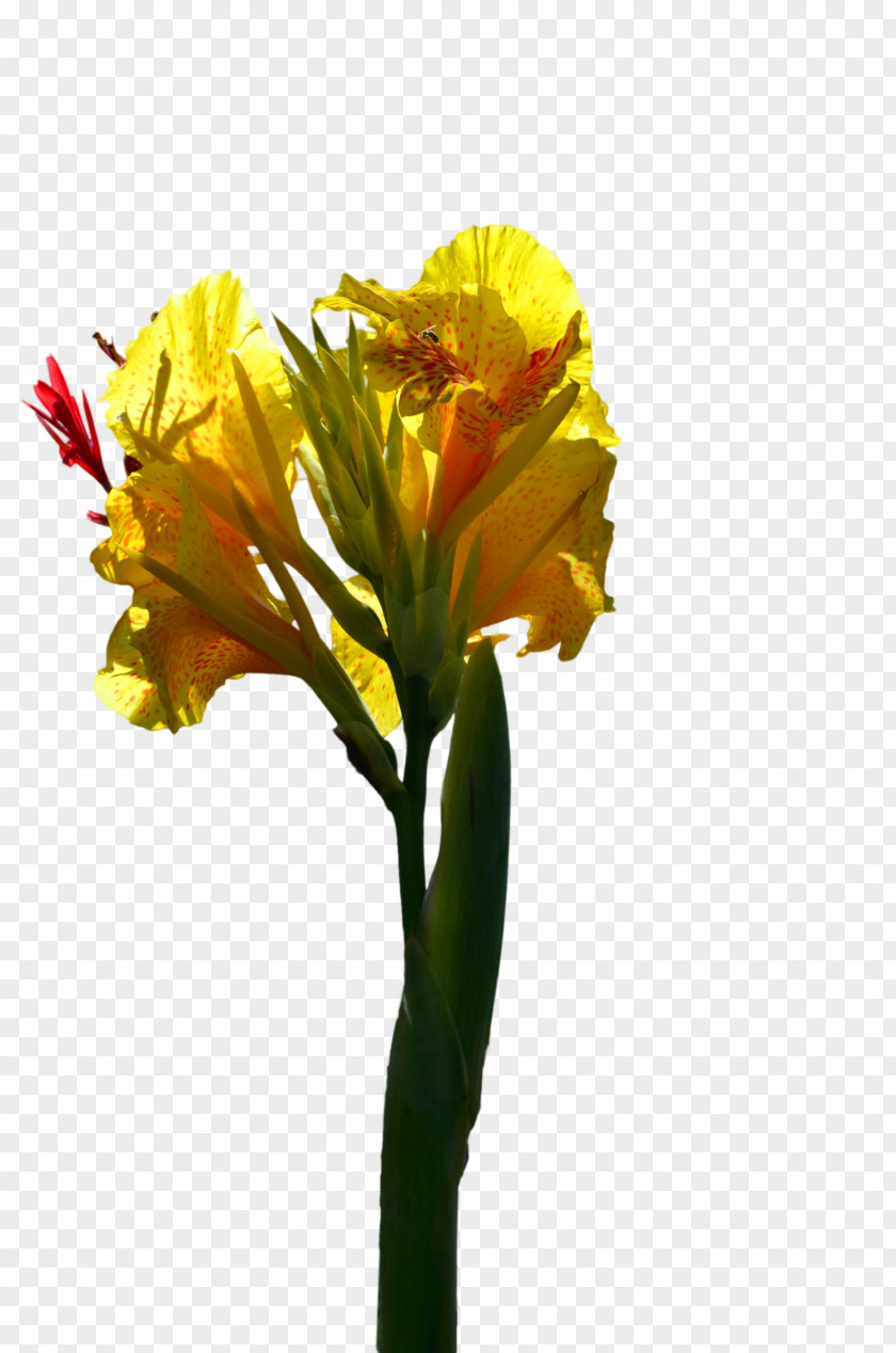 Yellow Flower Stock Photography Line Art PNG