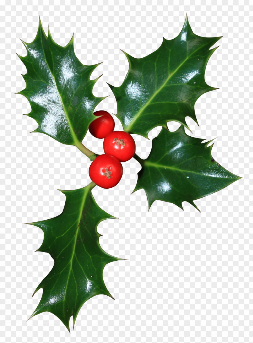 Berrie Streamer Common Holly Aquifoliales American Idea Image PNG