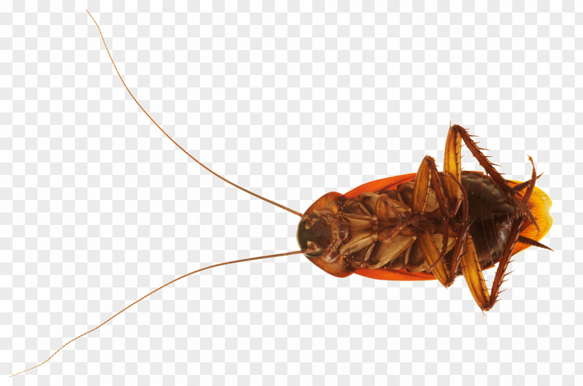 Cockroach American Insect Stock Photography Blattodea PNG