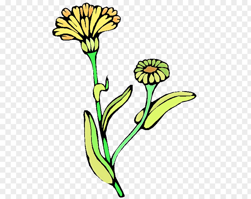 English Marigold Plant Stem Flower Yellow Pedicel PNG