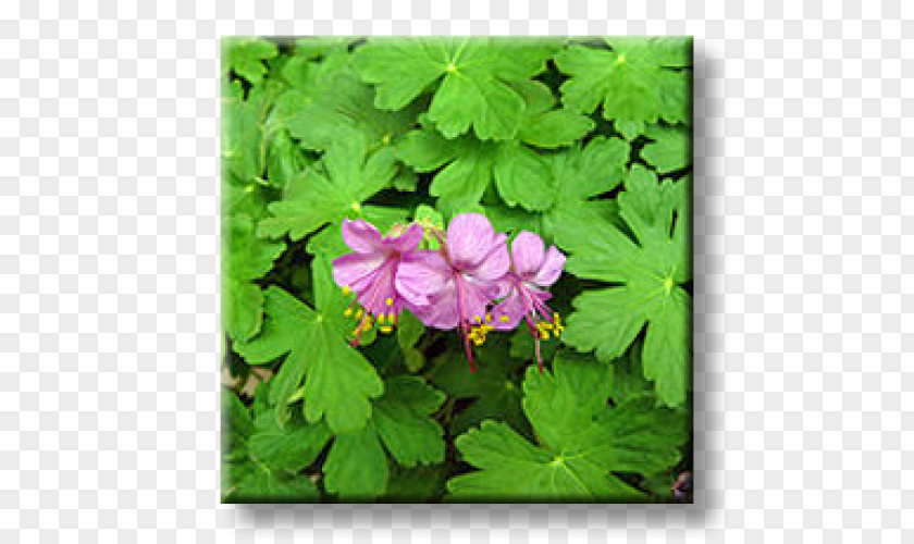 Geraniums Bigroot Geranium Perennial Plant Stem Bloody Crane's-bill Dead-nettles PNG