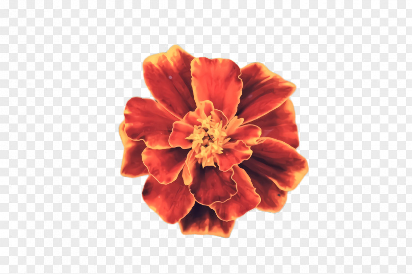Peach Zinnia Flowers Background PNG