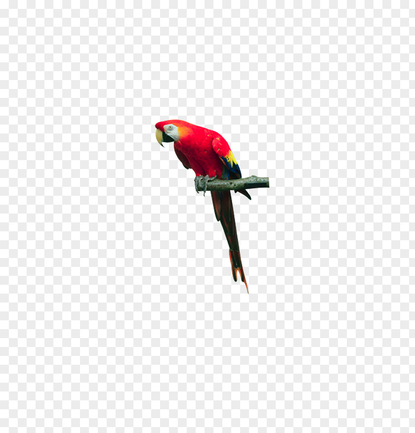 Red Parrot Standing On Tree Branch Macaw Bird Lories And Lorikeets PNG
