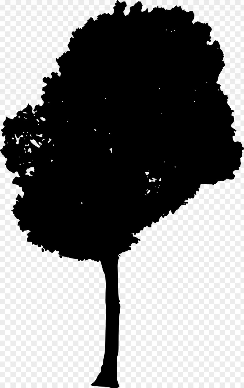 Silhouette Of Tree PNG