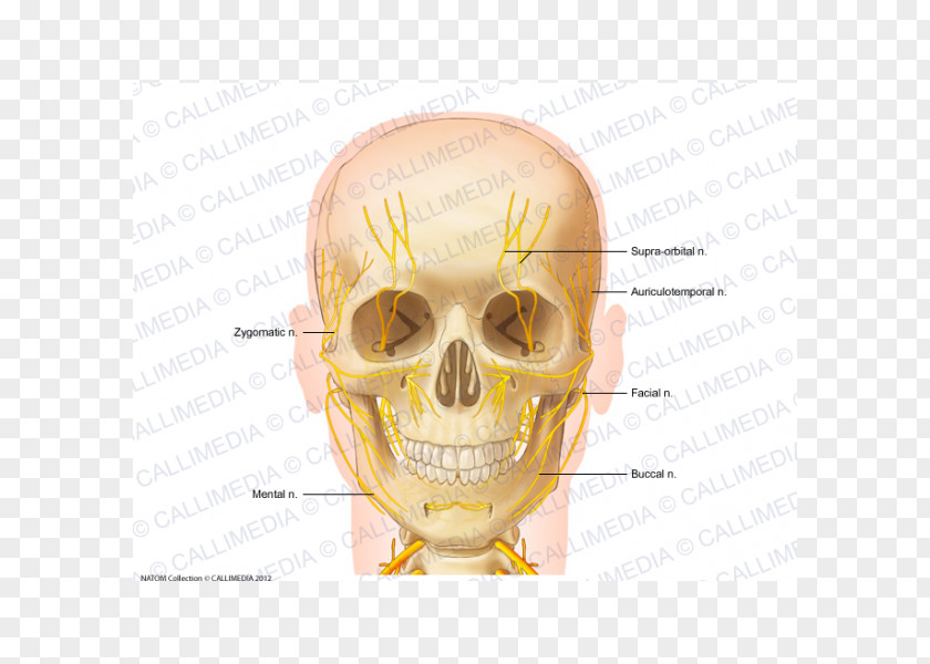 Skull Nerve Head And Neck Anatomy Anterior Triangle Of The PNG