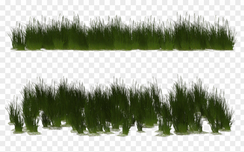 Vegetation 3D Computer Graphics Poser PNG