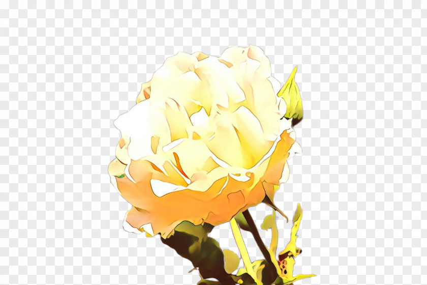 Wildflower Rose Order White Roses PNG