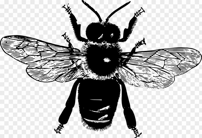 Bee Insect Honey Pollinator Clip Art PNG
