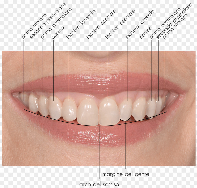 Sorriso Tooth Close-up PNG