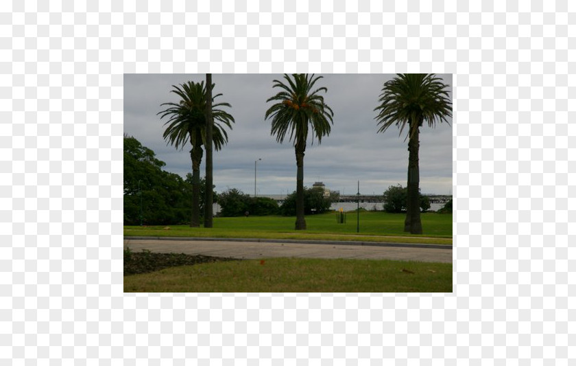 Date Palm Real Property Land Lot Ecosystem PNG