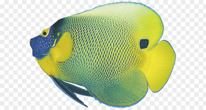 Fish Koi Goldfish Tropical PNG
