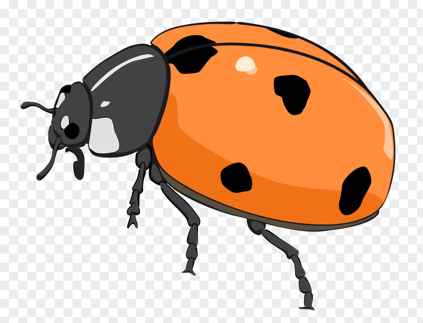 Free Tiger Clipart Beetle Ladybird Content Clip Art PNG