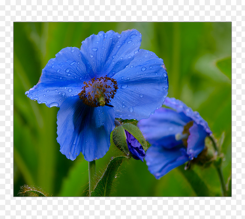 Photography, Copper Art, & Workshops Poppy Indian Gardens LightHimalayan Summit Lake The DeSerio Gallery PNG