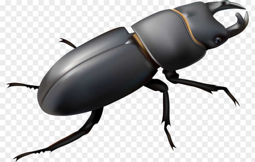 Beetle Stag Royalty-free Illustration PNG