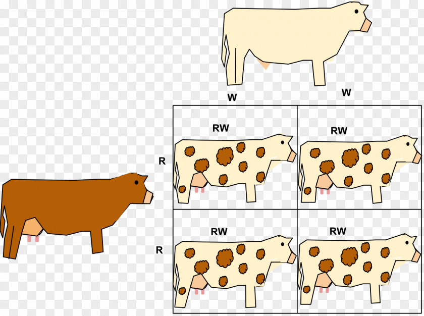 Cattle Codominance Allele Phenotype Gene PNG