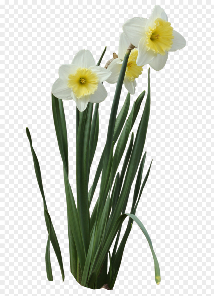 Flower Bunch-flowered Daffodil Wild Clip Art PNG