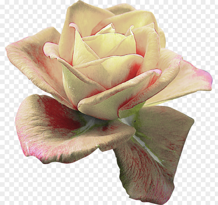 Flower Garden Roses Centifolia Clip Art PNG