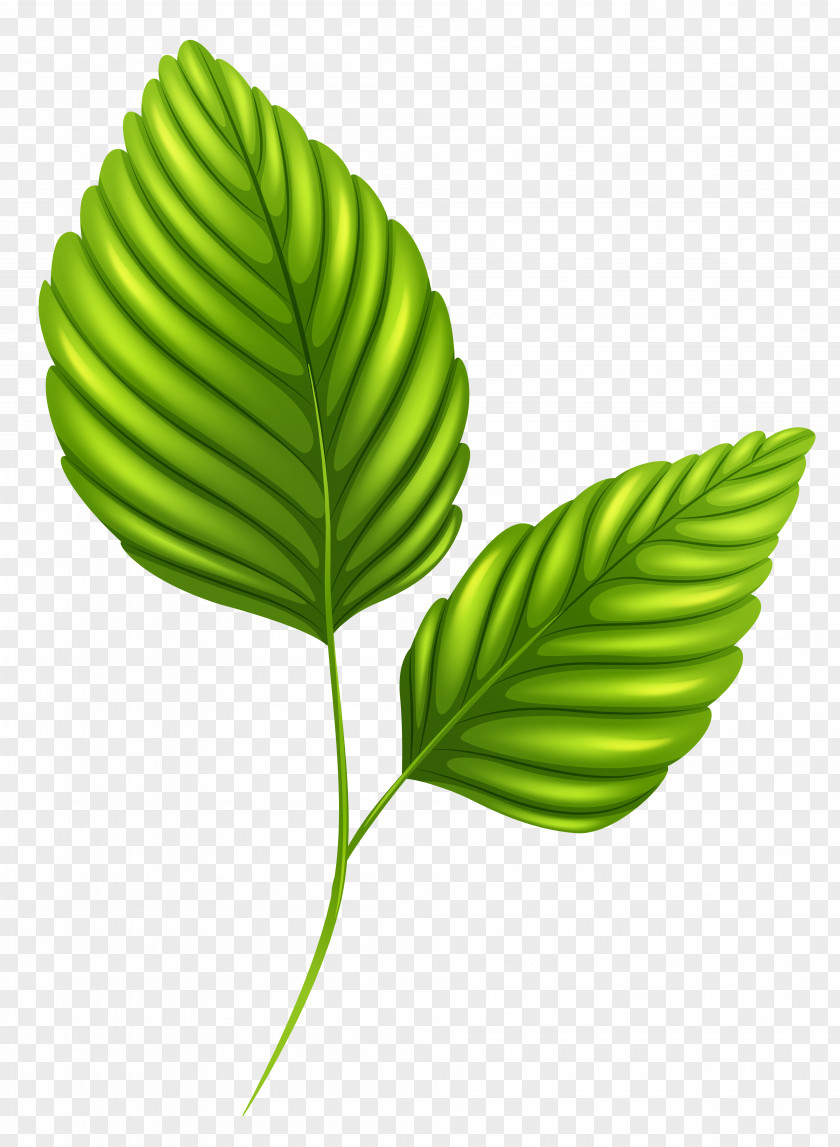 Leaf Border Desktop Wallpaper Clip Art PNG