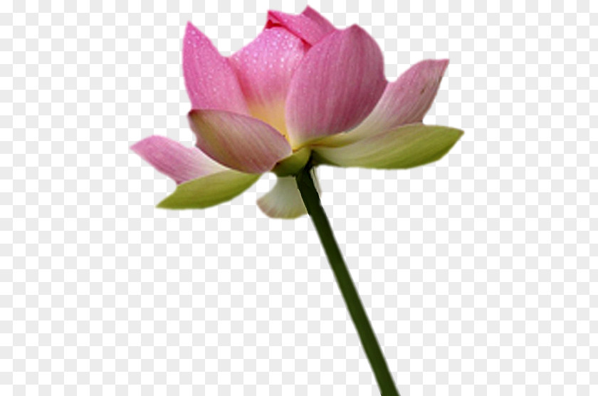 Lotus 79 Nelumbo Nucifera Bud Plant Stem Cut Flowers PNG