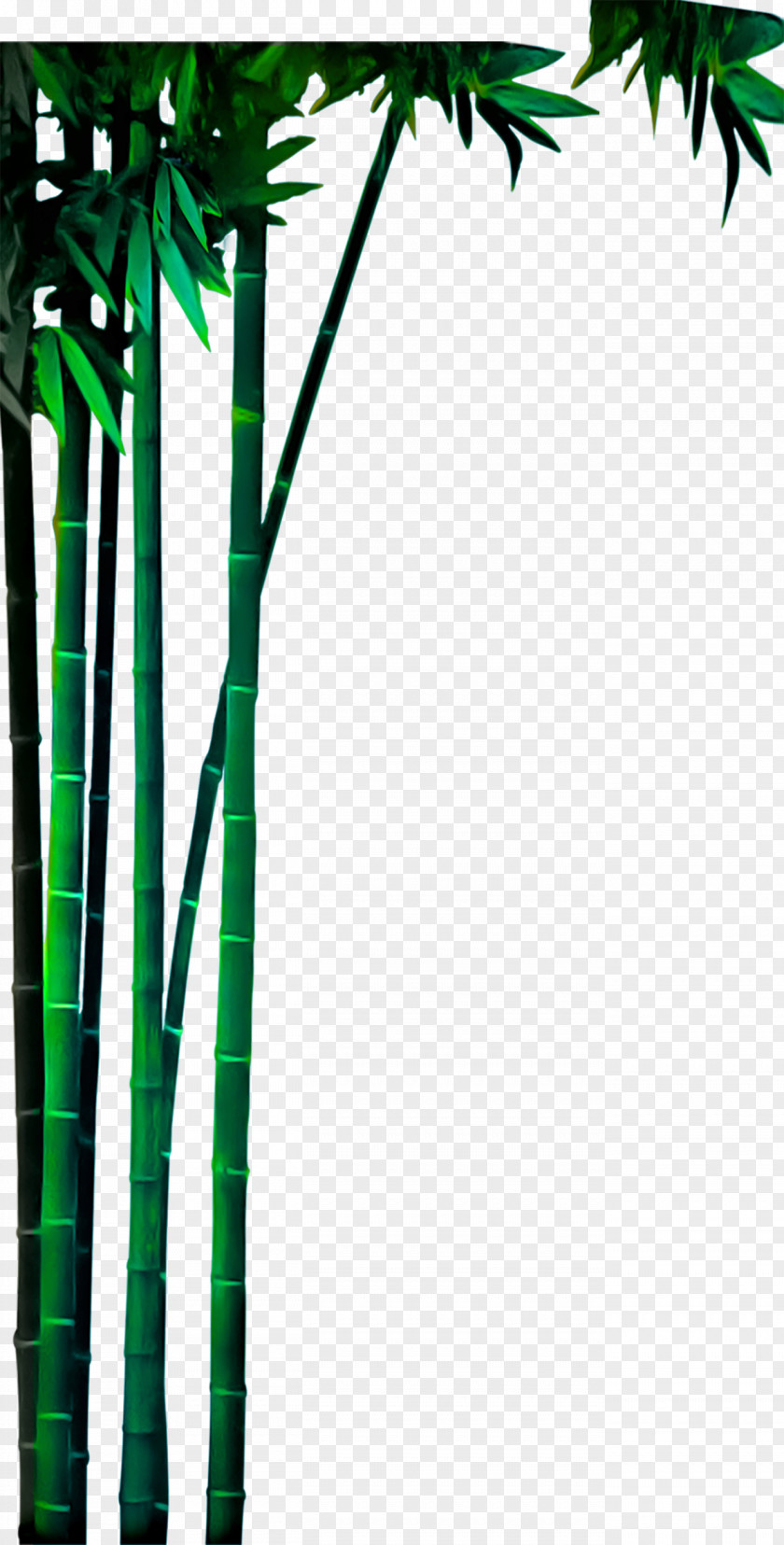 Real Green Bamboo Material Bamboe PNG